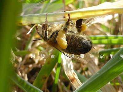 网贷逾期说要去家里可以报警吗 网贷逾期说要去家里可以报警吗