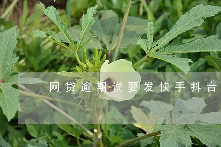 网贷逾期说要发快手抖音 网贷逾期说要发快手抖音