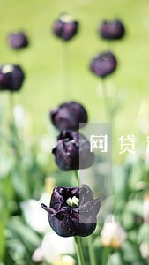 网贷逾期说要核资 网贷逾期说要核资