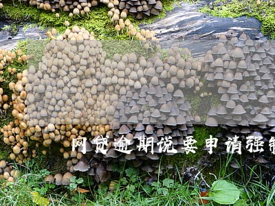 网贷逾期说要申请强制取证 网贷逾期说要申请强制取证