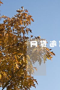 网贷逾期说要给村委会寄文件 网贷逾期说要给村委会寄文件