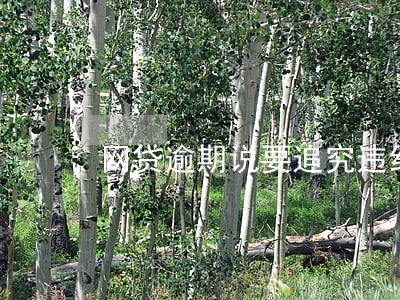 网贷逾期说要追究违约责任 网贷逾期说要追究违约责任