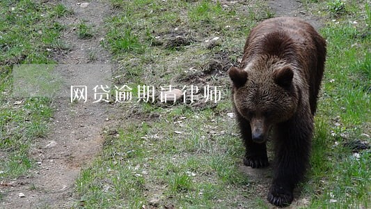 网贷逾期请律师 网贷逾期请律师