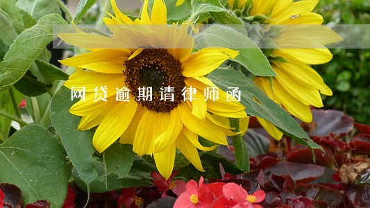 网贷逾期请律师函 网贷逾期请律师函