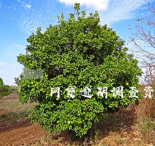 网贷逾期调查资产 网贷逾期调查资产