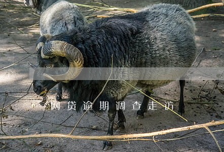 网贷逾期调查走访 网贷逾期调查走访