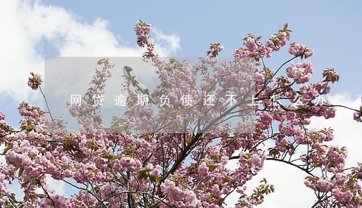 网贷逾期负债还不上怎么办 网贷逾期负债还不上怎么办