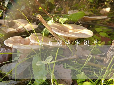 网贷逾期账单图片