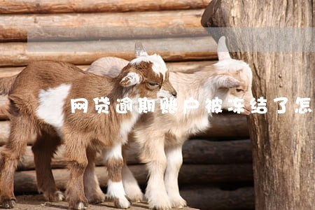 网贷逾期账户被冻结了怎么办 网贷逾期账户被冻结了怎么办