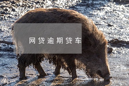网贷逾期贷车 网贷逾期贷车