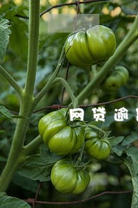 网贷逾期费一直累加怎么办 网贷逾期费一直累加怎么办