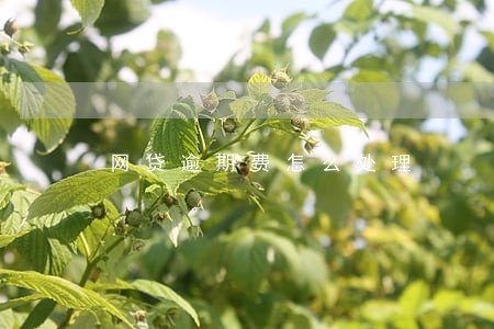 网贷逾期费怎么处理 网贷逾期费怎么处理
