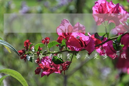 网贷逾期费每天是多少钱 网贷逾期费每天是多少钱