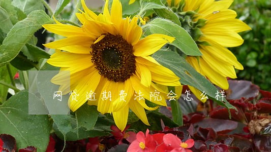 网贷逾期费法院会怎么样 网贷逾期费法院会怎么样