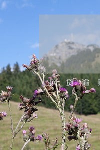 网贷逾期费用什么算
