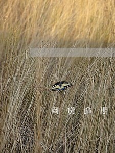 网贷逾期费用高 网贷逾期费用高