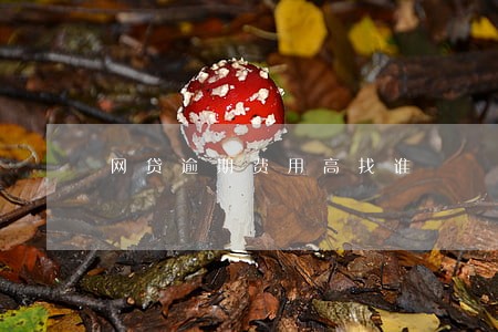 网贷逾期费用高找谁 网贷逾期费用高找谁