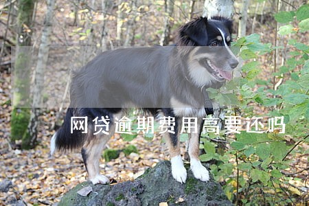 网贷逾期费用高要还吗 网贷逾期费用高要还吗
