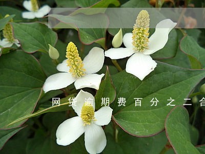 网贷逾期费百分之二合理吗 网贷逾期费百分之二合理吗