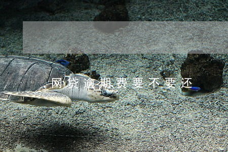 网贷逾期费要不要还 网贷逾期费要不要还