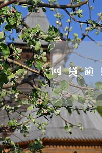 网贷逾期费超高怎么办