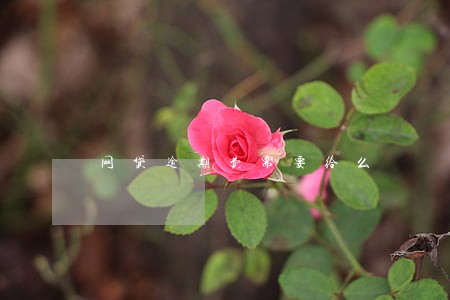网贷逾期费需要给么 网贷逾期费需要给么