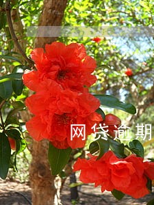 网贷逾期费高怎么办 网贷逾期费高怎么办