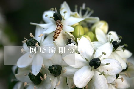 网贷逾期资料买卖 网贷逾期资料买卖
