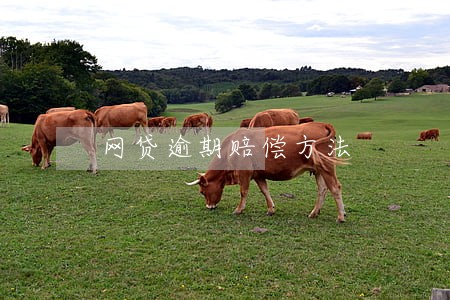 网贷逾期赔偿方法