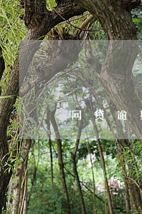 网贷逾期起诉了实在还不起咋办