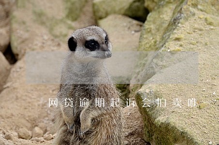 网贷逾期起诉会拍卖唯一住房吗 网贷逾期起诉会拍卖唯一住房吗