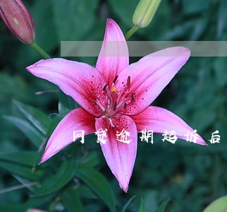 网贷逾期起诉后履行期限是多久
