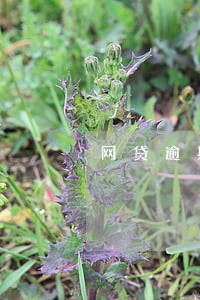 网贷逾期超6个月 网贷逾期超6个月