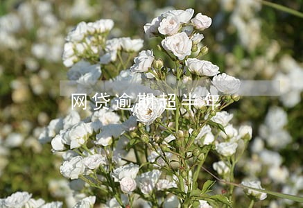 网贷逾期超半年 网贷逾期超半年
