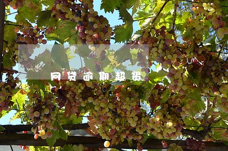 网贷逾期超贤