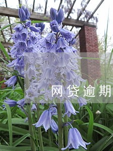 网贷逾期超过30天 网贷逾期超过30天