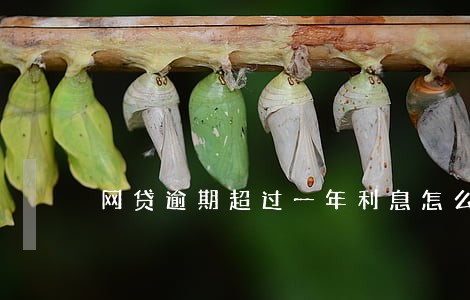 网贷逾期超过一年利息怎么算