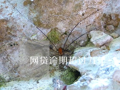 网贷逾期超过五年 网贷逾期超过五年