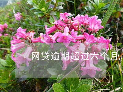 网贷逾期超过六个月 网贷逾期超过六个月