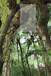 网贷逾期跟合作医疗有关系吗 网贷逾期跟合作医疗有关系吗
