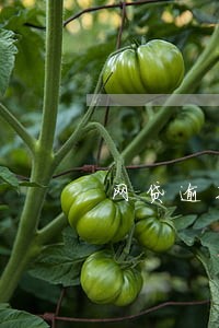 网贷逾期跟户籍村委沟通 网贷逾期跟户籍村委沟通