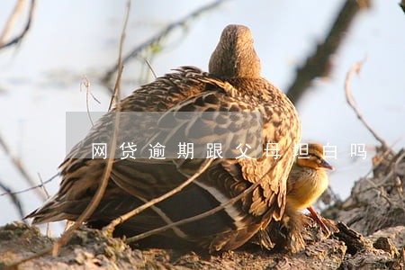 网贷逾期跟父母坦白吗 网贷逾期跟父母坦白吗