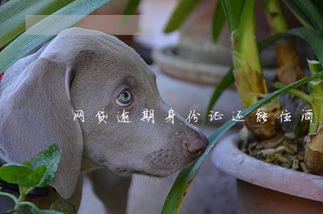 网贷逾期身份证还能住酒店吗