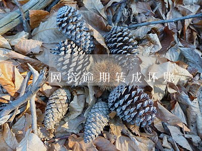 网贷逾期转成坏账