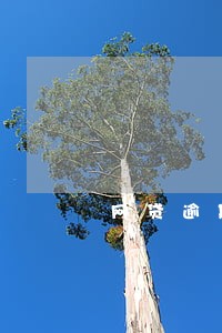 网贷逾期转移债务