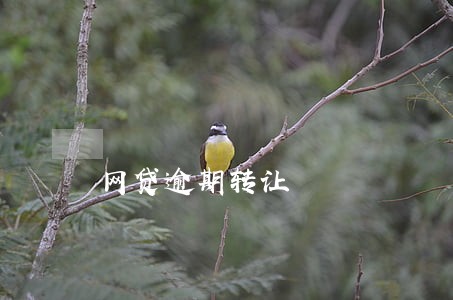 网贷逾期转让 网贷逾期转让