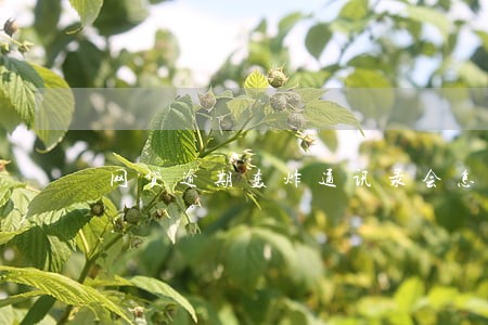 网贷逾期轰炸通讯录会怎么说 网贷逾期轰炸通讯录会怎么说
