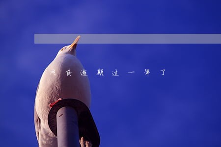 网贷逾期过一年了 网贷逾期过一年了