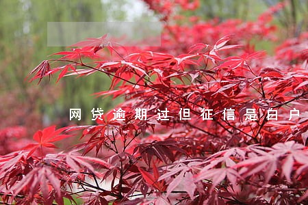 网贷逾期过但征信是白户 网贷逾期过但征信是白户