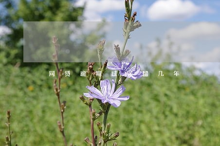 网贷逾期过保留几年 网贷逾期过保留几年